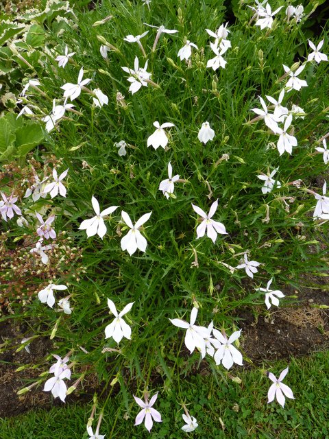 Laurentia axillaris 'Avant-garde blanc'